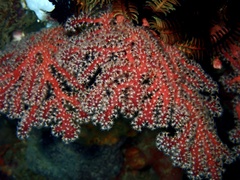 Chironephthya