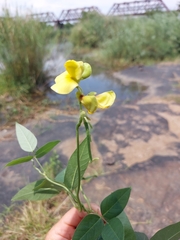 Rhynchosia caribaea
