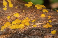 Calycina