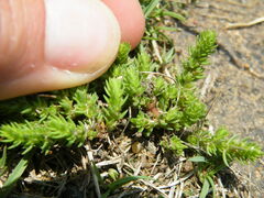Crassula lanceolata
