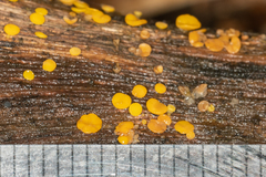 Calycina