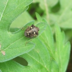 Eysarcoris guttigerus