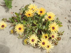 Cleretum bellidiforme