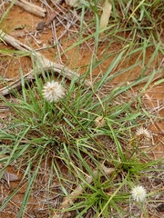 Cyperus cristatus