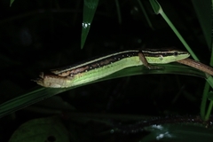 Takydromus sexlineatus