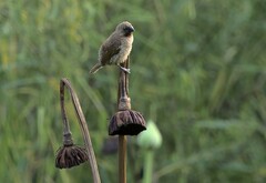 Lonchura punctulata topela