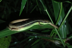 Takydromus sexlineatus
