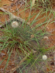 Cyperus cristatus