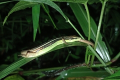 Takydromus sexlineatus