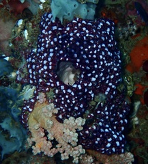 Eusynstyela latericius