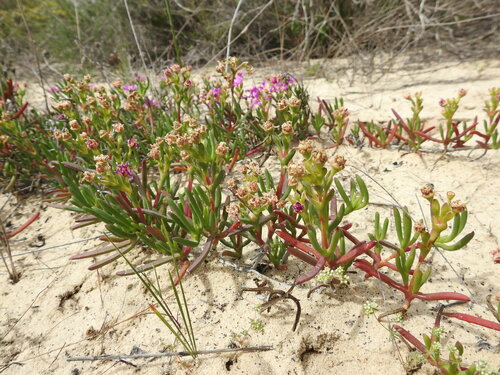 Image of Ruschia geminiflora by (c) Paul Emms, some rights reserved (CC BY-SA)
