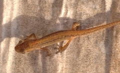 Lissotriton schmidtleri