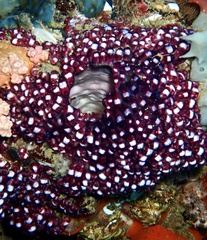 Eusynstyela latericius