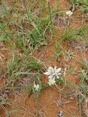 Cyperus niveus leucocephalus