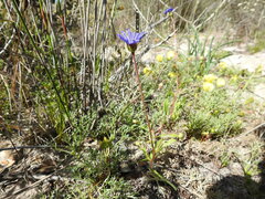 Felicia heterophylla