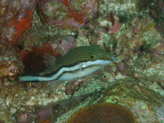 Canthigaster callisterna