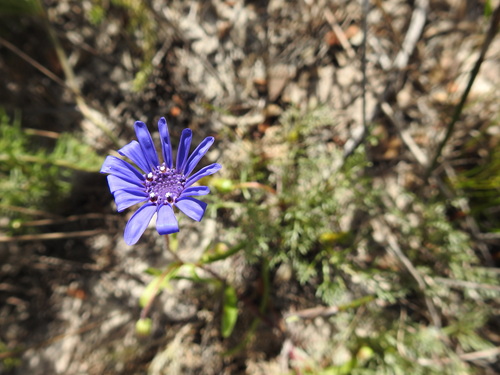 Image of Felicia heterophylla by (c) Paul Emms, some rights reserved (CC BY-SA)