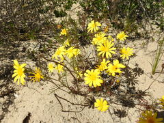 Steirodiscus tagetes