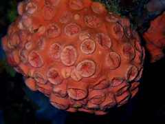 Tubastraea coccinea