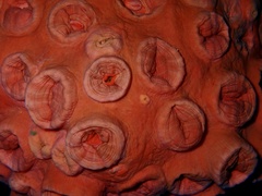 Tubastraea coccinea