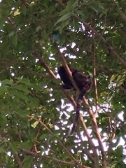 Callithrix penicillata