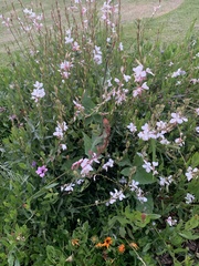 Gaura