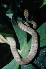 Pareas carinatus