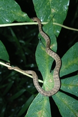 Pareas carinatus