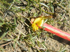 Listia heterophylla