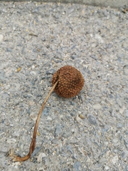 Platanus