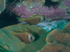 Pempheris compressa