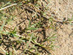 Listia heterophylla