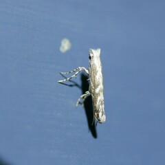 Epicephala trigonophora