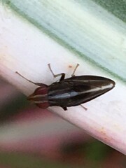 Cephaloconus cyprinus