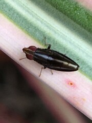 Cephaloconus cyprinus