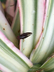 Cephaloconus cyprinus