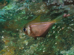 Pempheris compressa