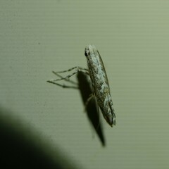 Epicephala trigonophora