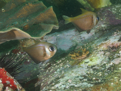 Pempheris compressa