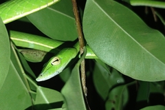 Ahaetulla prasina