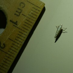 Epicephala trigonophora