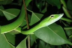 Ahaetulla prasina