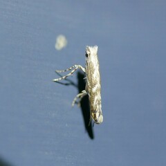 Epicephala trigonophora