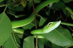 Ahaetulla prasina