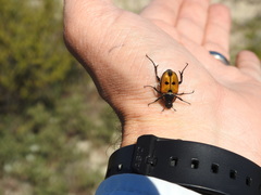 Campulipus limbatus