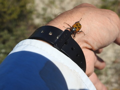 Campulipus limbatus