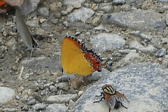 Heliophorus