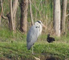 Ardea cinerea