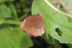 Elymnias hypermnestra