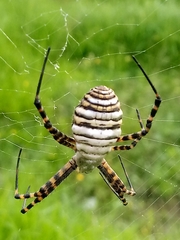 Argiope trifasciata